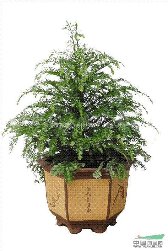 红豆杉行情，繁荣的市场现状与未来展望